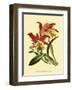 Orchid Splendor IV-null-Framed Art Print