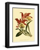 Orchid Splendor IV-null-Framed Art Print