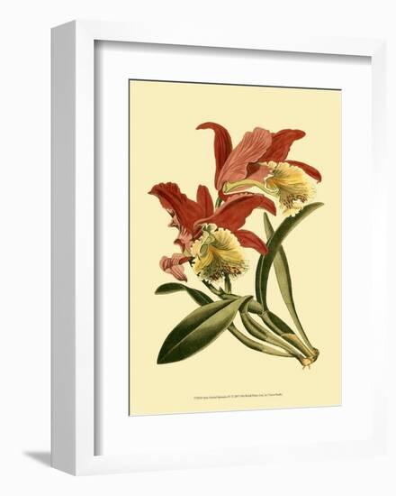 Orchid Splendor IV-null-Framed Art Print