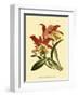 Orchid Splendor IV-null-Framed Art Print