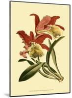Orchid Splendor IV-null-Mounted Art Print