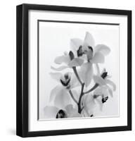 Orchid Spray I-Tom Artin-Framed Giclee Print