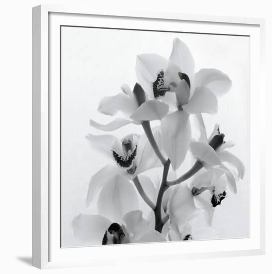 Orchid Spray I-Tom Artin-Framed Giclee Print