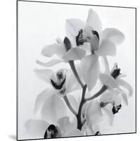 Orchid Spray I-Tom Artin-Mounted Giclee Print