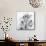 Orchid Spray I-Tom Artin-Mounted Giclee Print displayed on a wall