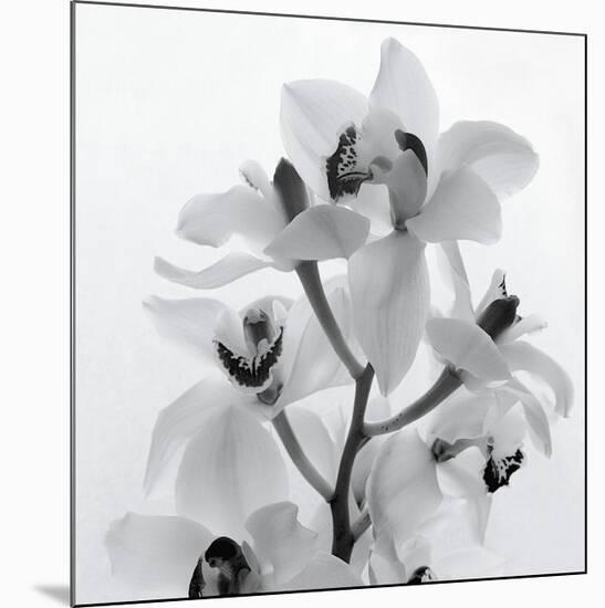 Orchid Spray I-Tom Artin-Mounted Giclee Print