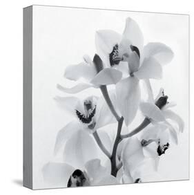 Orchid Spray I-Tom Artin-Stretched Canvas