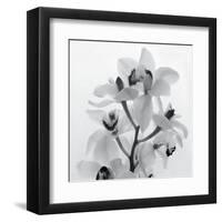 Orchid Spray I-Tom Artin-Framed Art Print