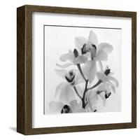 Orchid Spray I-Tom Artin-Framed Art Print