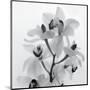 Orchid Spray I-Tom Artin-Mounted Art Print