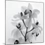 Orchid Spray I-Tom Artin-Mounted Art Print