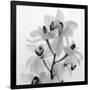 Orchid Spray I-Tom Artin-Framed Giclee Print