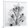 Orchid Spray I-Tom Artin-Framed Giclee Print