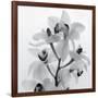 Orchid Spray I-Tom Artin-Framed Giclee Print