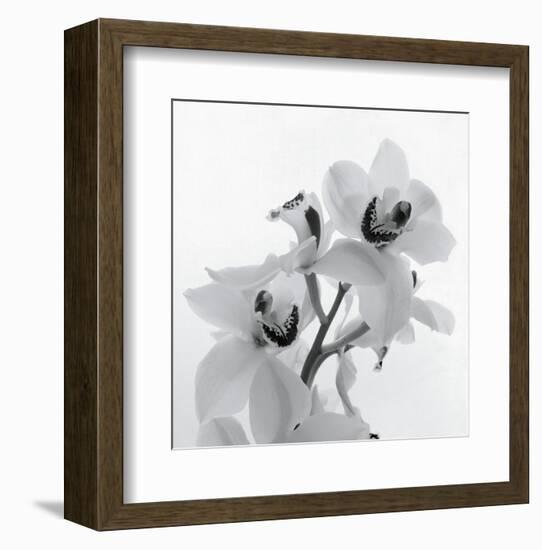 Orchid Spray II-Tom Artin-Framed Art Print