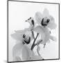 Orchid Spray II-Tom Artin-Mounted Art Print