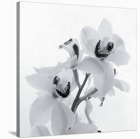 Orchid Spray II-Tom Artin-Stretched Canvas