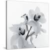 Orchid Spray II-Tom Artin-Stretched Canvas