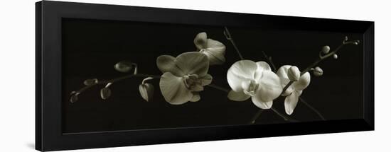 Orchid Sprays-J^k^ Driggs-Framed Art Print