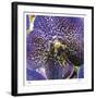 Orchid Square-Ken Bremer-Framed Limited Edition