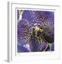 Orchid Square-Ken Bremer-Framed Limited Edition