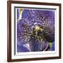 Orchid Square-Ken Bremer-Framed Limited Edition