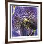 Orchid Square-Ken Bremer-Framed Limited Edition