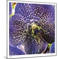 Orchid Square-Ken Bremer-Mounted Limited Edition