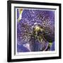 Orchid Square-Ken Bremer-Framed Limited Edition