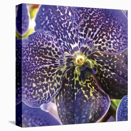 Orchid Square-Ken Bremer-Stretched Canvas
