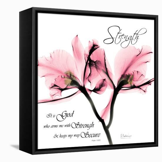 Orchid Strength-Albert Koetsier-Framed Stretched Canvas