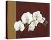 Orchid Study II-Ann Parr-Stretched Canvas