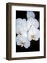 Orchid Study-Anna Miller-Framed Photographic Print