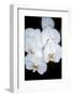 Orchid Study-Anna Miller-Framed Photographic Print