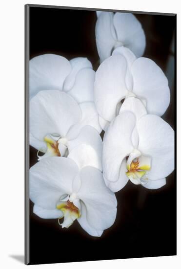 Orchid Study-Anna Miller-Mounted Photographic Print