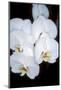 Orchid Study-Anna Miller-Mounted Photographic Print