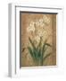 Orchid Study-unknown Chun-Framed Art Print