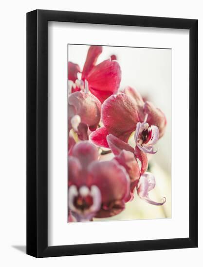 Orchid, Tender Blossoms in Bordeaux, Backlit, Vertically-Petra Daisenberger-Framed Photographic Print