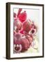 Orchid, Tender Blossoms in Bordeaux, Backlit, Vertically-Petra Daisenberger-Framed Photographic Print