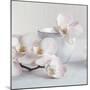 Orchid - Tranquil-Assaf Frank-Mounted Giclee Print