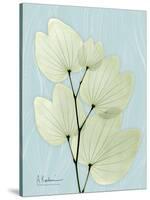 Orchid Tree L122-Albert Koetsier-Stretched Canvas