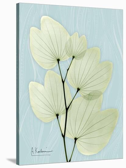 Orchid Tree L122-Albert Koetsier-Stretched Canvas