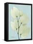 Orchid Tree L122-Albert Koetsier-Framed Stretched Canvas