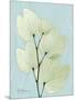 Orchid Tree L122-Albert Koetsier-Mounted Art Print