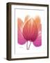 Orchid Tree Pink Orange-Albert Koetsier-Framed Premium Giclee Print