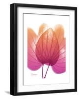 Orchid Tree Pink Orange-Albert Koetsier-Framed Premium Giclee Print