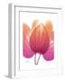 Orchid Tree Pink Orange-Albert Koetsier-Framed Premium Giclee Print