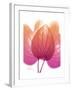 Orchid Tree Pink Orange-Albert Koetsier-Framed Premium Giclee Print