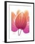 Orchid Tree Pink Orange-Albert Koetsier-Framed Premium Giclee Print