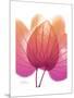 Orchid Tree Pink Orange-Albert Koetsier-Mounted Premium Giclee Print
